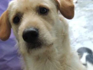 Cachorro raça vira-lata idade 1 ano nome catatau
