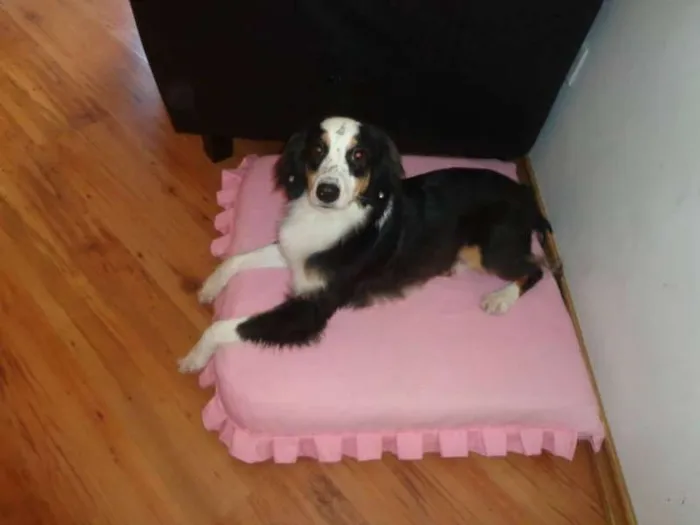Cachorro ra a Border Collie idade 2 anos nome Nina