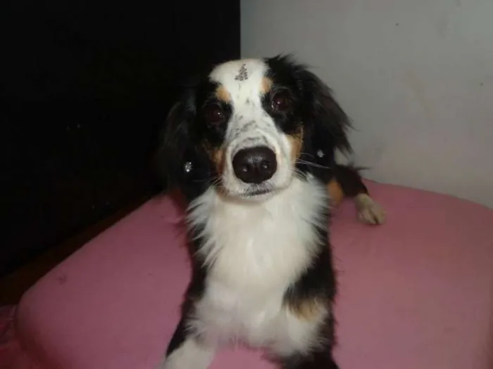 Cachorro ra a Border Collie idade 2 anos nome Nina