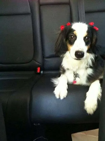 Cachorro ra a Border Collie idade 2 anos nome Nina