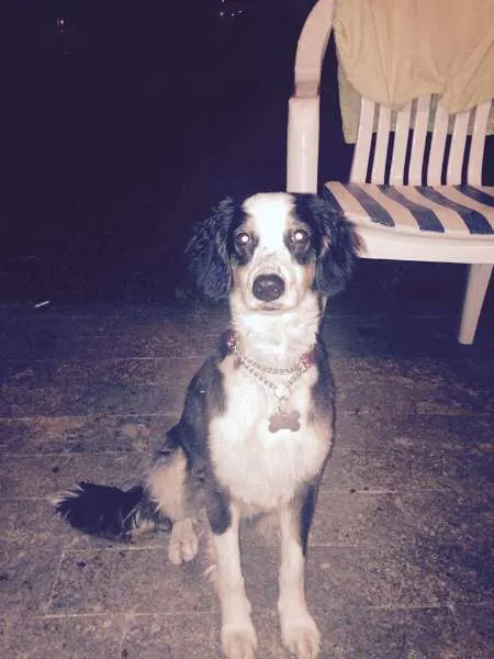 Cachorro ra a Border Collie idade 2 anos nome Nina