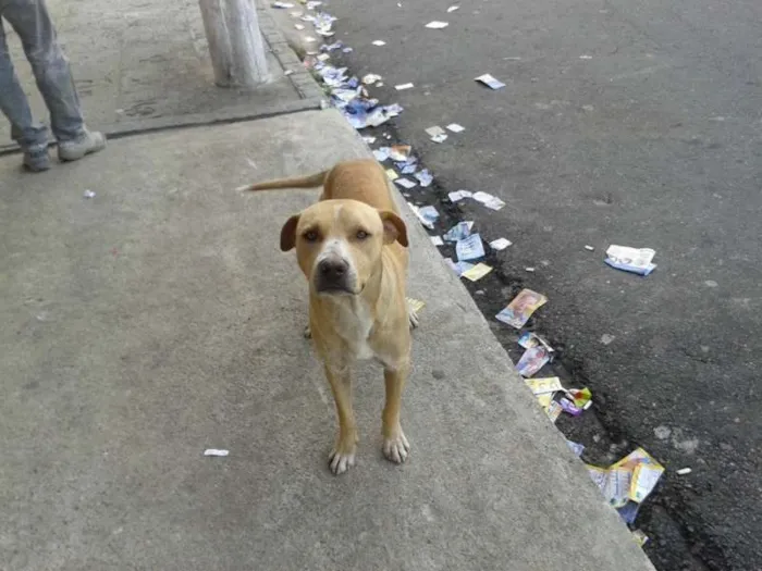 Cachorro ra a pitbull idade 1 ano nome Spike