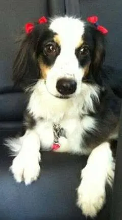Cachorro raça Border Collie idade 2 anos nome Nina