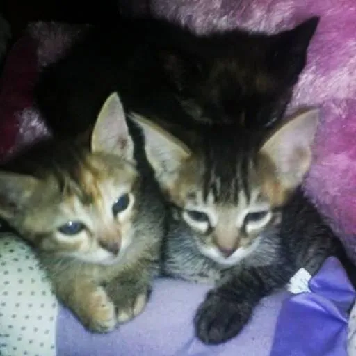 Gato ra a SRD idade 2 a 6 meses nome ...
