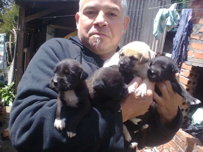 Cachorro ra a SRD idade Abaixo de 2 meses nome sem nome ainda