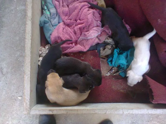 Cachorro ra a SRD idade Abaixo de 2 meses nome sem nome ainda