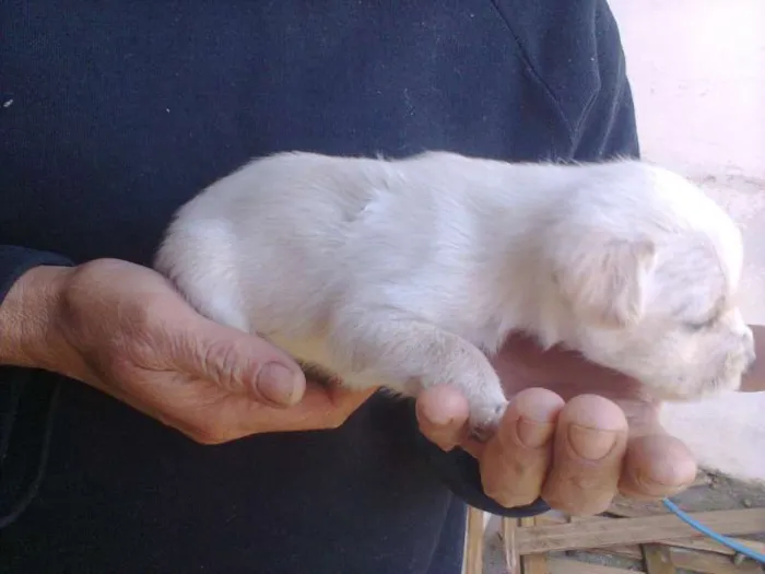 Cachorro ra a SRD idade Abaixo de 2 meses nome sem nome ainda