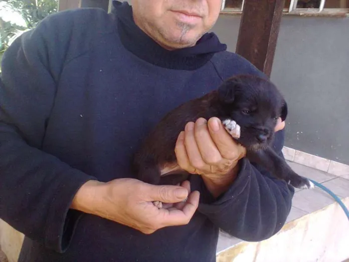 Cachorro ra a SRD idade Abaixo de 2 meses nome sem nome ainda