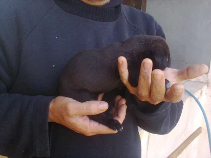 Cachorro ra a SRD idade Abaixo de 2 meses nome sem nome ainda