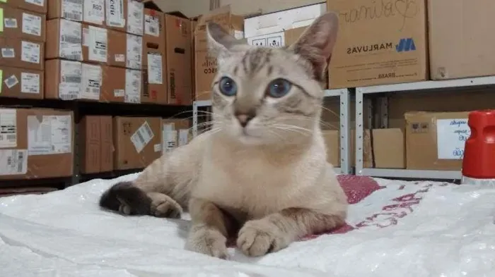 Gato ra a vira lata idade 2 a 6 meses nome Não sei