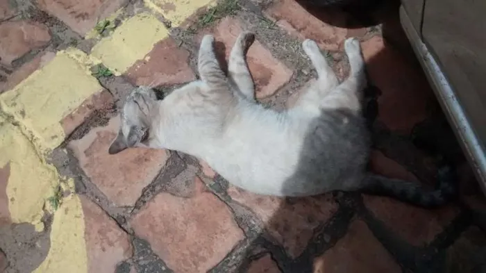 Gato ra a vira lata idade 2 a 6 meses nome Não sei