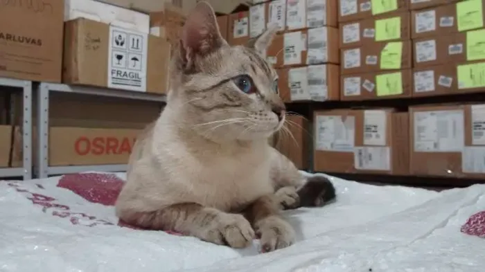 Gato ra a vira lata idade 2 a 6 meses nome Não sei