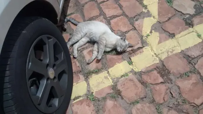 Gato ra a vira lata idade 2 a 6 meses nome Não sei