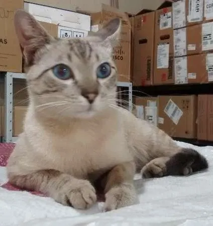 Gato ra a vira lata idade 2 a 6 meses nome Não sei