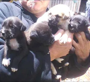 Cachorro raça SRD idade Abaixo de 2 meses nome sem nome ainda