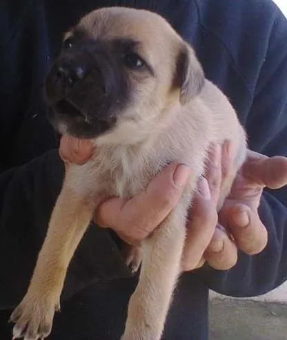 Cachorro ra a SRD idade Abaixo de 2 meses nome sem nome ainda