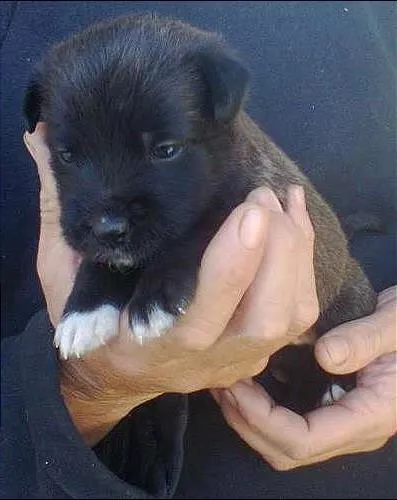 Cachorro ra a SRD idade Abaixo de 2 meses nome sem nome ainda