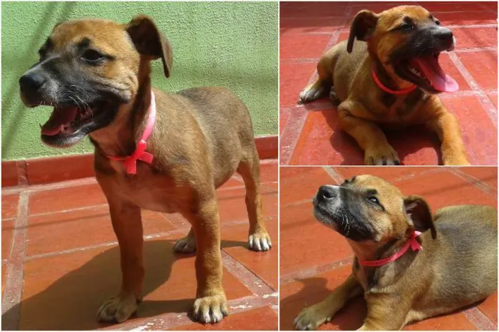Cachorro ra a Sem Raça Definida idade Abaixo de 2 meses nome Puma