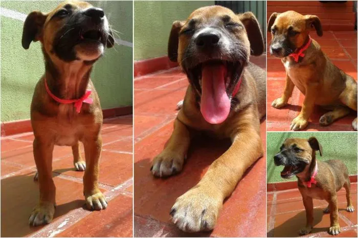 Cachorro ra a Sem Raça Definida idade Abaixo de 2 meses nome Puma