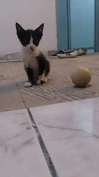 Gato ra a Vira-lara idade 2 a 6 meses nome Dorothy