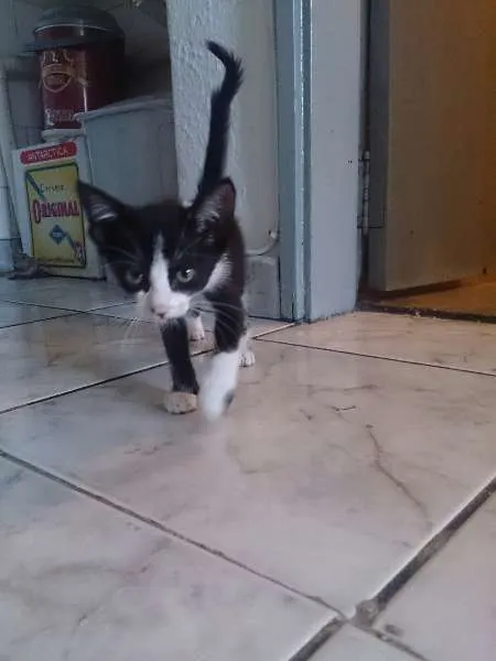 Gato ra a Vira-lara idade 2 a 6 meses nome Dorothy