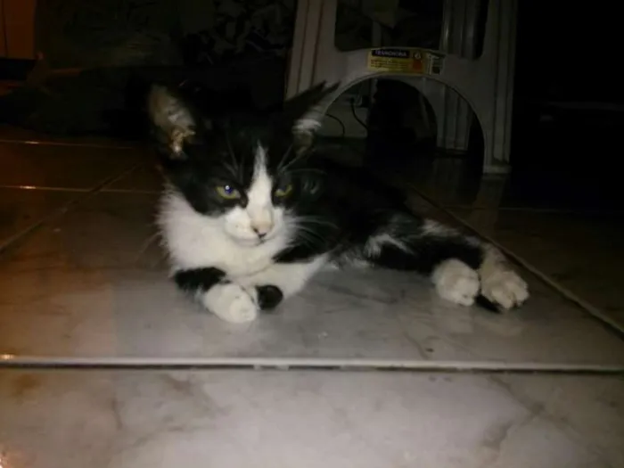 Gato ra a Vira-lara idade 2 a 6 meses nome Dorothy