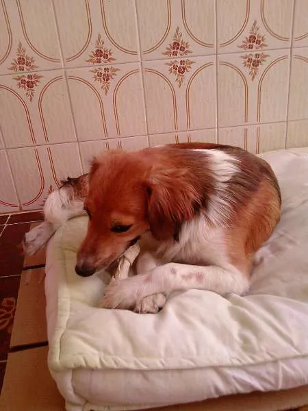 Cachorro ra a SRD idade 2 anos nome Mel