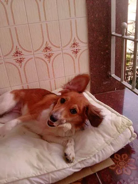Cachorro ra a SRD idade 2 anos nome Mel