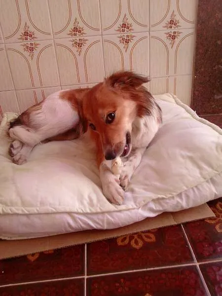 Cachorro ra a SRD idade 2 anos nome Mel