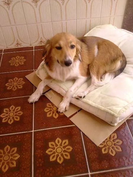 Cachorro ra a SRD idade 2 anos nome Mel