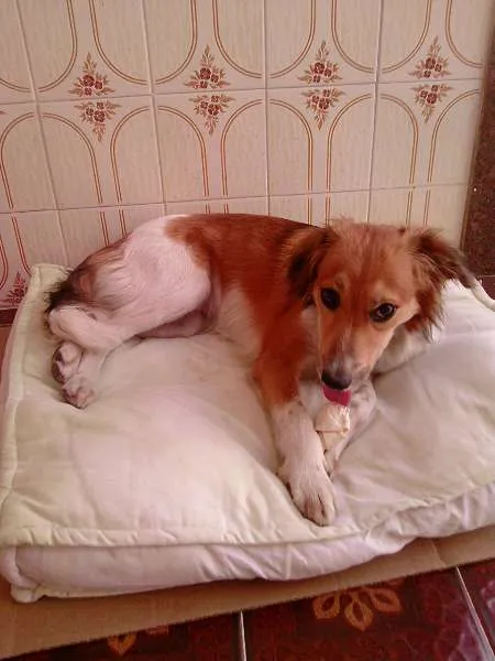 Cachorro ra a SRD idade 2 anos nome Mel