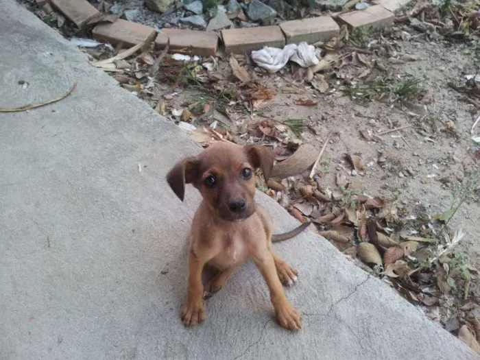 Cachorro ra a SRD idade 2 a 6 meses nome Sem nome