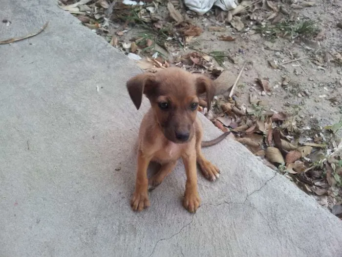 Cachorro ra a SRD idade 2 a 6 meses nome Sem nome