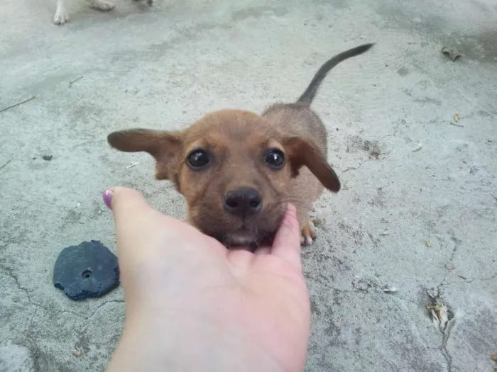 Cachorro ra a SRD idade 2 a 6 meses nome Sem nome