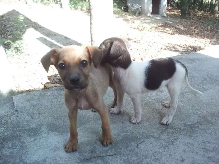 Cachorro ra a SRD idade 2 a 6 meses nome Sem nome