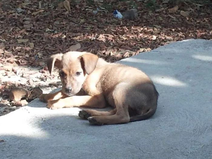 Cachorro ra a SRD idade 2 a 6 meses nome Sem nome