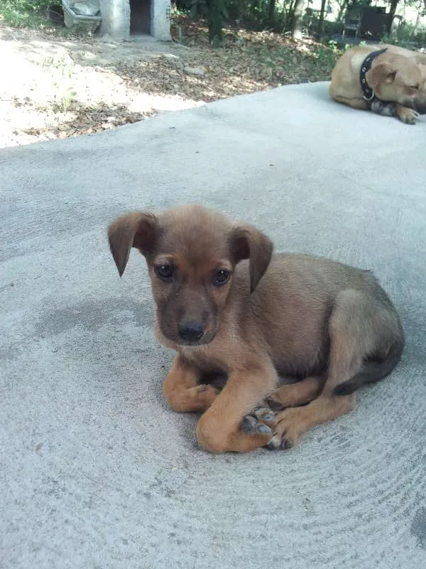 Cachorro ra a SRD idade 2 a 6 meses nome Sem nome