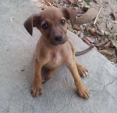 Cachorro ra a SRD idade 2 a 6 meses nome Sem nome