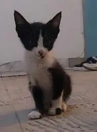 Gato raça Vira-lara idade 2 a 6 meses nome Dorothy