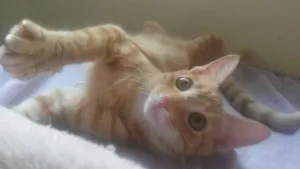 Gato raça srd idade 2 a 6 meses nome dorothy