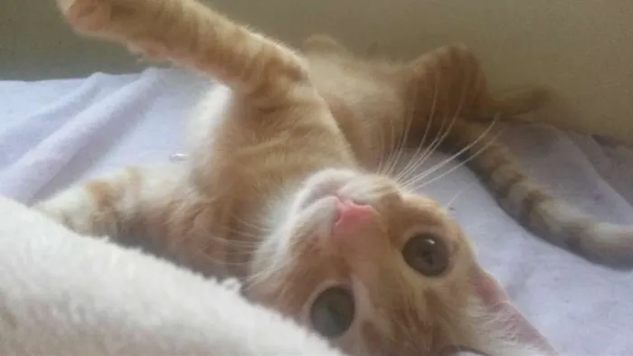 Gato raça srd idade 2 a 6 meses nome dorothy