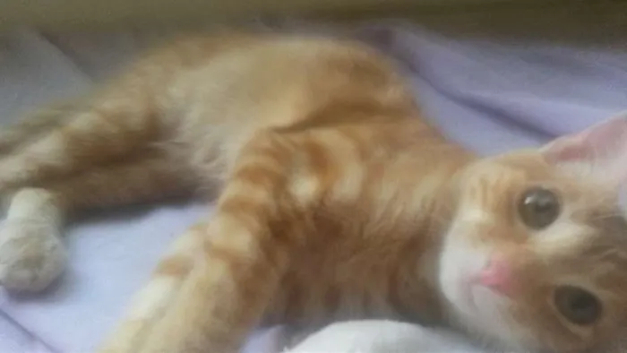 Gato raça srd idade 2 a 6 meses nome dorothy