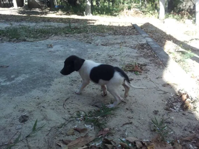 Cachorro ra a SRD idade 2 a 6 meses nome Sem nome