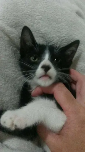 Gato raça srd idade 2 a 6 meses nome olga