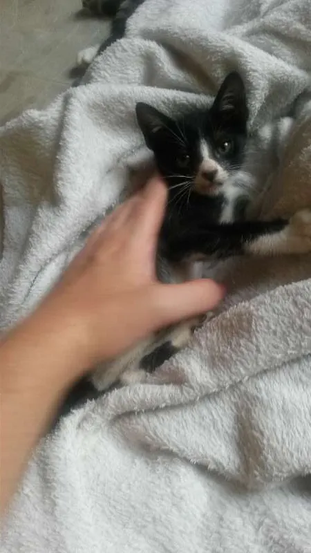 Gato raça srd idade 2 a 6 meses nome olga