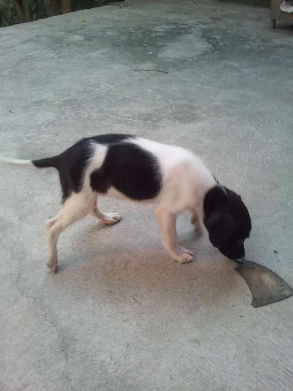 Cachorro ra a SRD idade 2 a 6 meses nome Sem nome