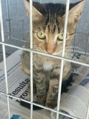 Gato raça srd idade 1 ano nome hanna