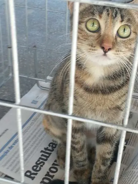 Gato raça srd idade 1 ano nome hanna