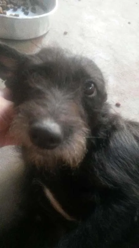Cachorro raça srd idade 1 ano nome dody