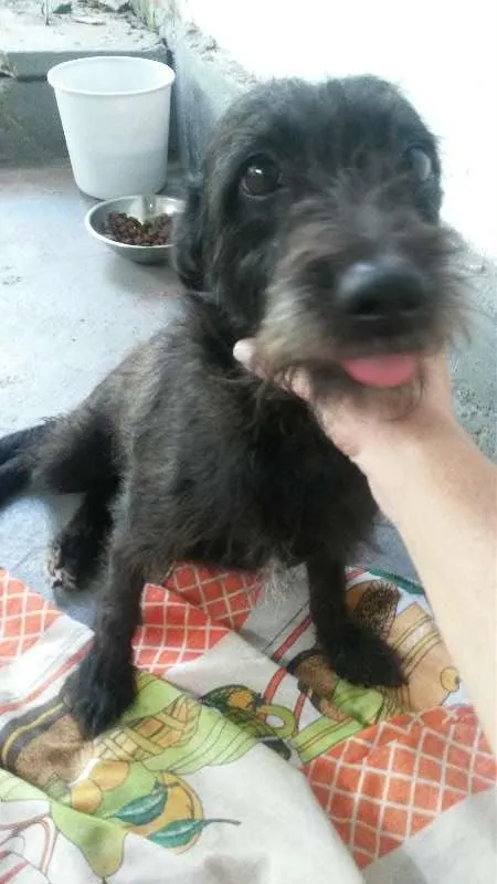 Cachorro raça srd idade 1 ano nome dody